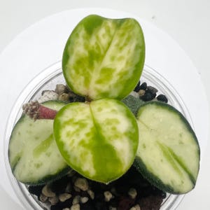 Hoya Mathilde Inner Variegation: Rooted Cuttings with New Growth
