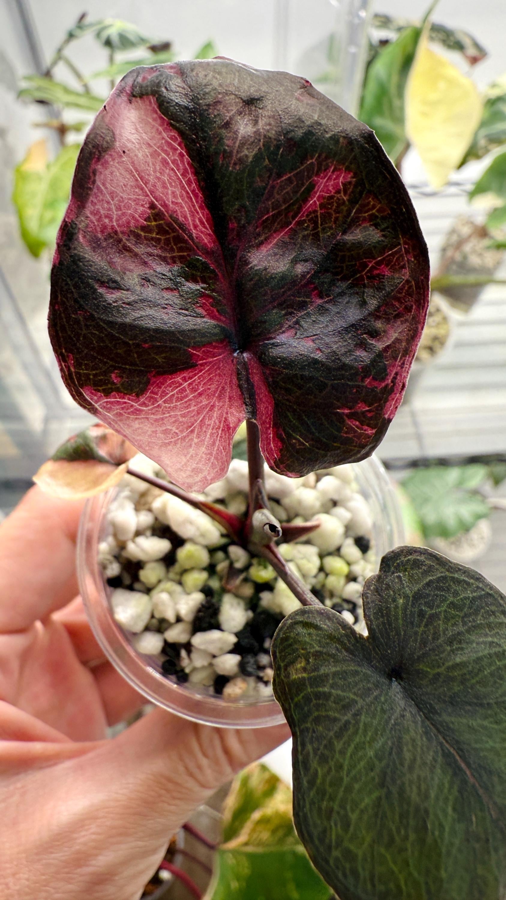 Alocasia Serendipity Variegated - Etsy
