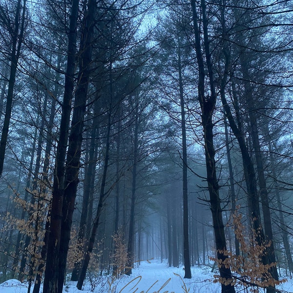 Nature Photography, Winter, Winter Trail, Woods, Upstate New York, Printable Wall Art, Digital Download