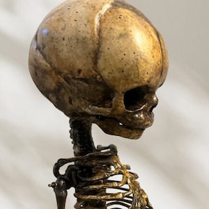 CUSTOM POSE Human Skeleton Art Painted Model, Fetal Specimen | Medical Curiosity Gift | oddities & curiosities | FREE Ear Cuffs