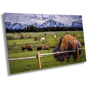 Büffel | Wilde Pferde | Grand Teton Nationalpark | Wyoming | Drucken | Keilrahmen | Metall | Acryl
