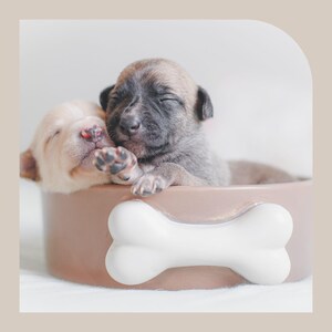 May include: Two small puppies sleeping in a brown dog bed with a white bone-shaped design. The puppies are curled up together, with one puppy's head resting on the other's back.