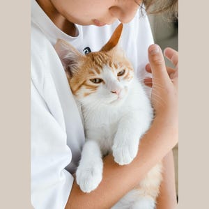 May include: A young person holding a white and orange cat with brown eyes. The cat is looking at the camera.