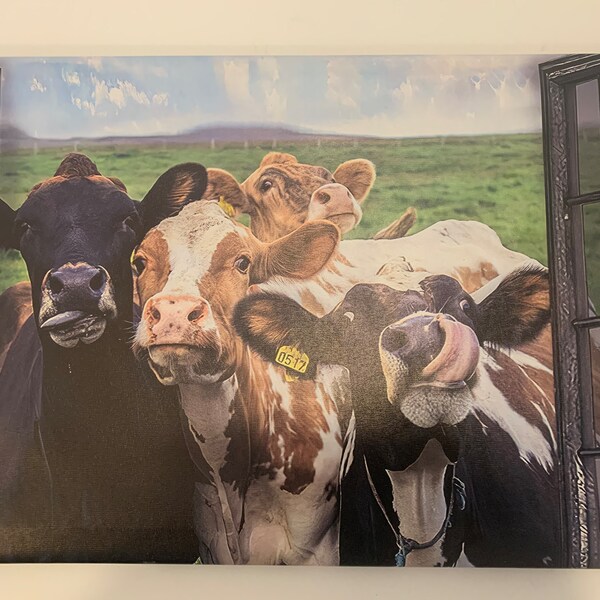 Cow canvas art 60cm x 40cm