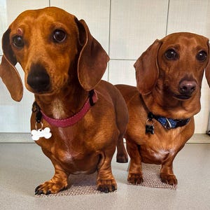Recortes de cartón para mascotas, recuerdos para mascotas, recortes de tamaño real, recuerdos de boda