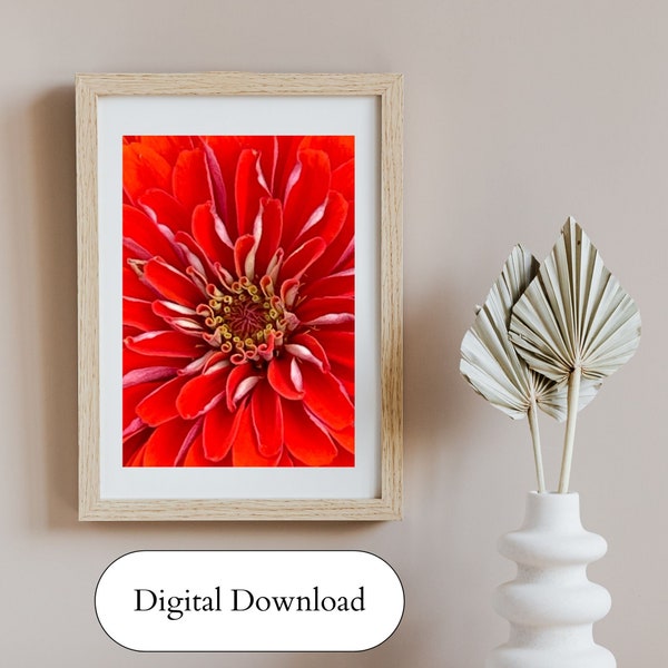 Orange Zinnia Floral Close-Up, Botanical Natural Wall Art and Home Decor **Digital Download Only**
