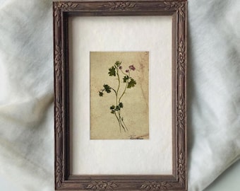 Original Hand-Painted Botanical Fine Art Print – Vintage Plant Study, Moody Herbarium Wall Art, Rustic Botanical Illustration