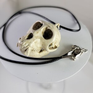 Collar de calavera de mono macaco Rhesus Réplica de calidad de museo, una resina 3D totalmente anatómicamente correcta euromount Hueso colgante Color de hueso de joyería imagen 7