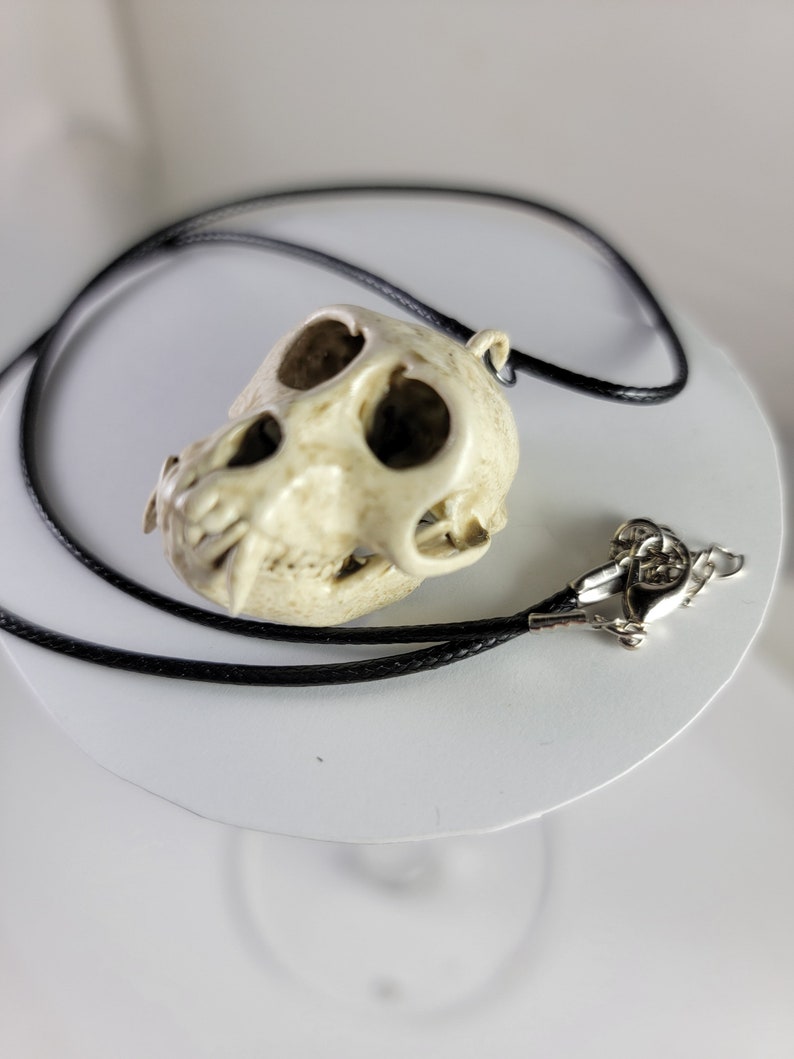 Collier crâne de singe macaque rhésus Réplique de qualité musée, un pendentif euromount en résine 3D entièrement anatomiquement correct Bijoux en os couleur os image 7