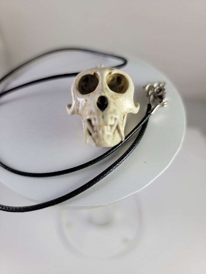 Collar de calavera de mono macaco Rhesus Réplica de calidad de museo, una resina 3D totalmente anatómicamente correcta euromount Hueso colgante Color de hueso de joyería imagen 8