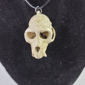 Collier crâne de singe macaque rhésus Réplique de qualité musée, un pendentif euromount en résine 3D entièrement anatomiquement correct Bijoux en os couleur os image 3