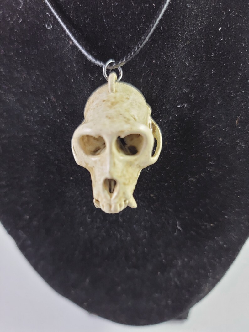 Collier crâne de singe macaque rhésus Réplique de qualité musée, un pendentif euromount en résine 3D entièrement anatomiquement correct Bijoux en os couleur os image 3