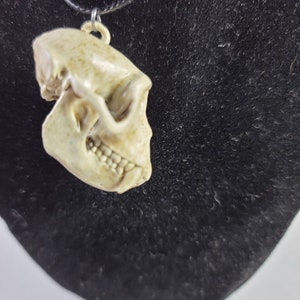 Collar de calavera de mono macaco Rhesus Réplica de calidad de museo, una resina 3D totalmente anatómicamente correcta euromount Hueso colgante Color de hueso de joyería imagen 4