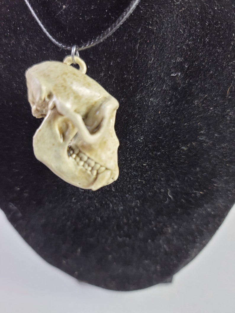 Collar de calavera de mono macaco Rhesus Réplica de calidad de museo, una resina 3D totalmente anatómicamente correcta euromount Hueso colgante Color de hueso de joyería imagen 4