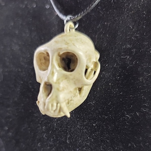 Collar de calavera de mono macaco Rhesus Réplica de calidad de museo, una resina 3D totalmente anatómicamente correcta euromount Hueso colgante Color de hueso de joyería imagen 1