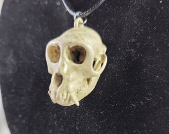 Collar de calavera de mono macaco Rhesus Réplica de calidad de museo, una resina 3D totalmente anatómicamente correcta euromount Hueso colgante Color de hueso de joyería