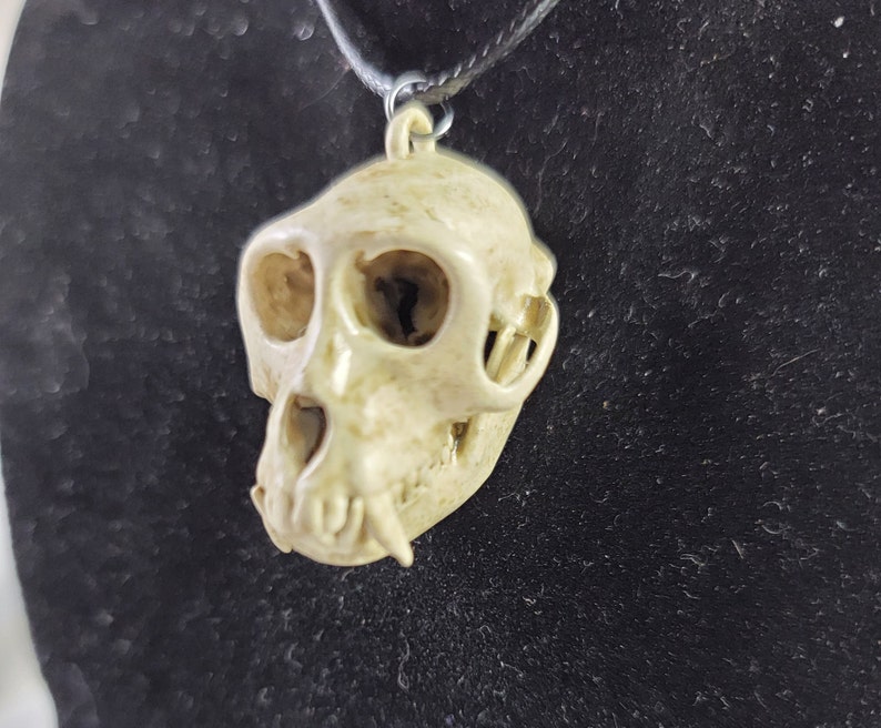 Rhesus Macaque Monkey skull Necklace Museum quality replica, a fully anatomically correct 3D resin euromount Pendant bone Jewerly bone color image 1