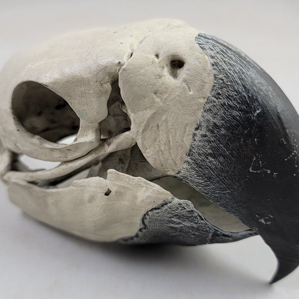 Green Winged MaCaw skull Museum quality replica, a fully anatomically correct 3D euromount resin Guacamaya skull