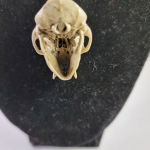 Collier crâne de singe macaque rhésus Réplique de qualité musée, un pendentif euromount en résine 3D entièrement anatomiquement correct Bijoux en os couleur os image 6