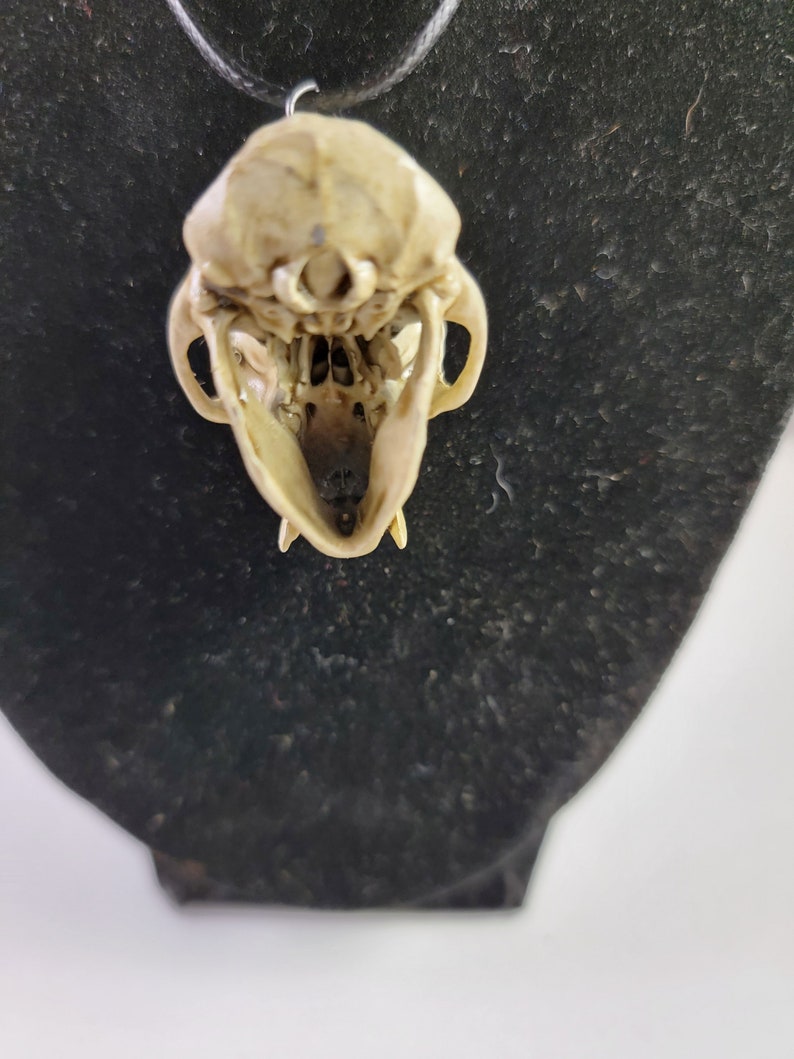 Collar de calavera de mono macaco Rhesus Réplica de calidad de museo, una resina 3D totalmente anatómicamente correcta euromount Hueso colgante Color de hueso de joyería imagen 6