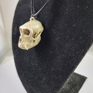 Collier crâne de singe macaque rhésus Réplique de qualité musée, un pendentif euromount en résine 3D entièrement anatomiquement correct Bijoux en os couleur os image 2