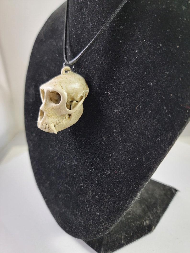 Collier crâne de singe macaque rhésus Réplique de qualité musée, un pendentif euromount en résine 3D entièrement anatomiquement correct Bijoux en os couleur os image 2