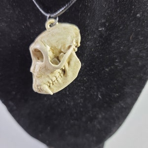 Collier crâne de singe macaque rhésus Réplique de qualité musée, un pendentif euromount en résine 3D entièrement anatomiquement correct Bijoux en os couleur os image 5