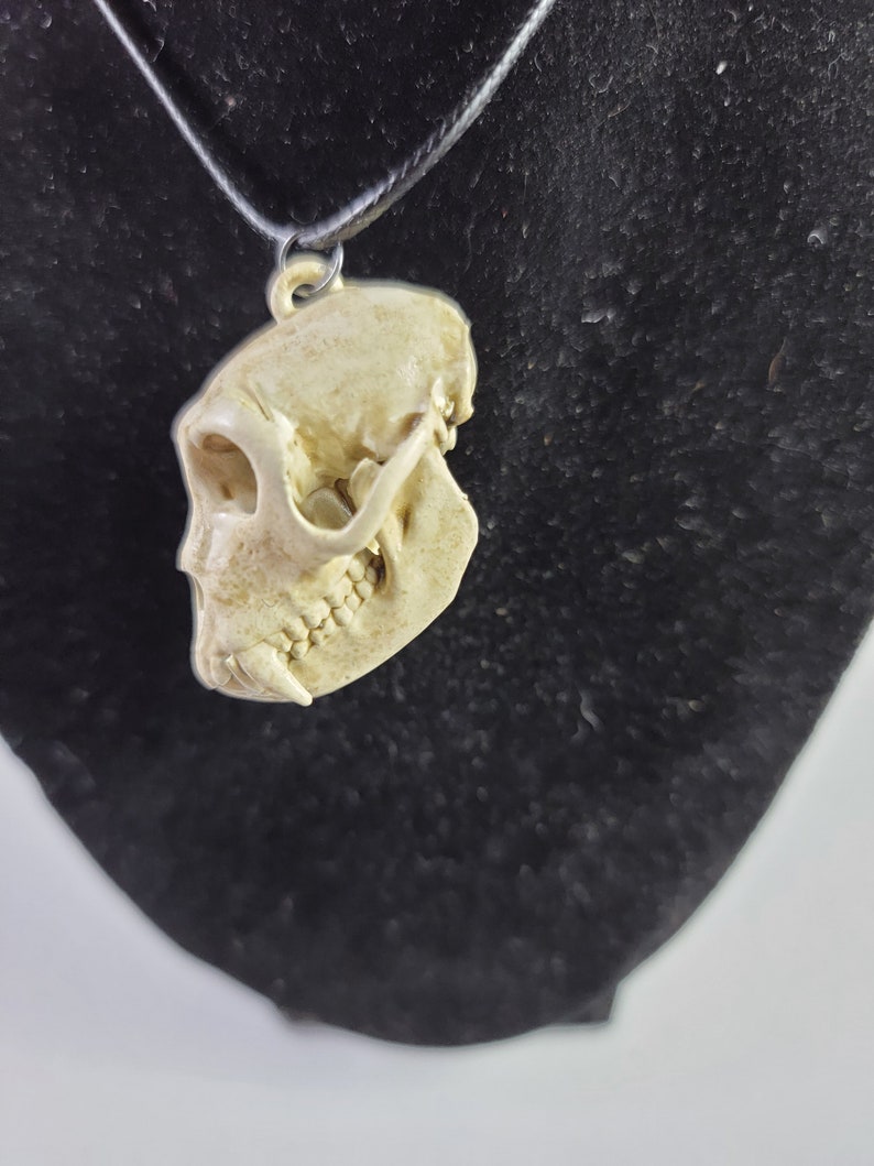 Collier crâne de singe macaque rhésus Réplique de qualité musée, un pendentif euromount en résine 3D entièrement anatomiquement correct Bijoux en os couleur os image 5