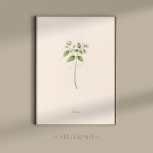 Jasmine Flower Art - Botanical Illustration | Vintage Print Digital Download | French Country Decor | Gift for Plant Lover