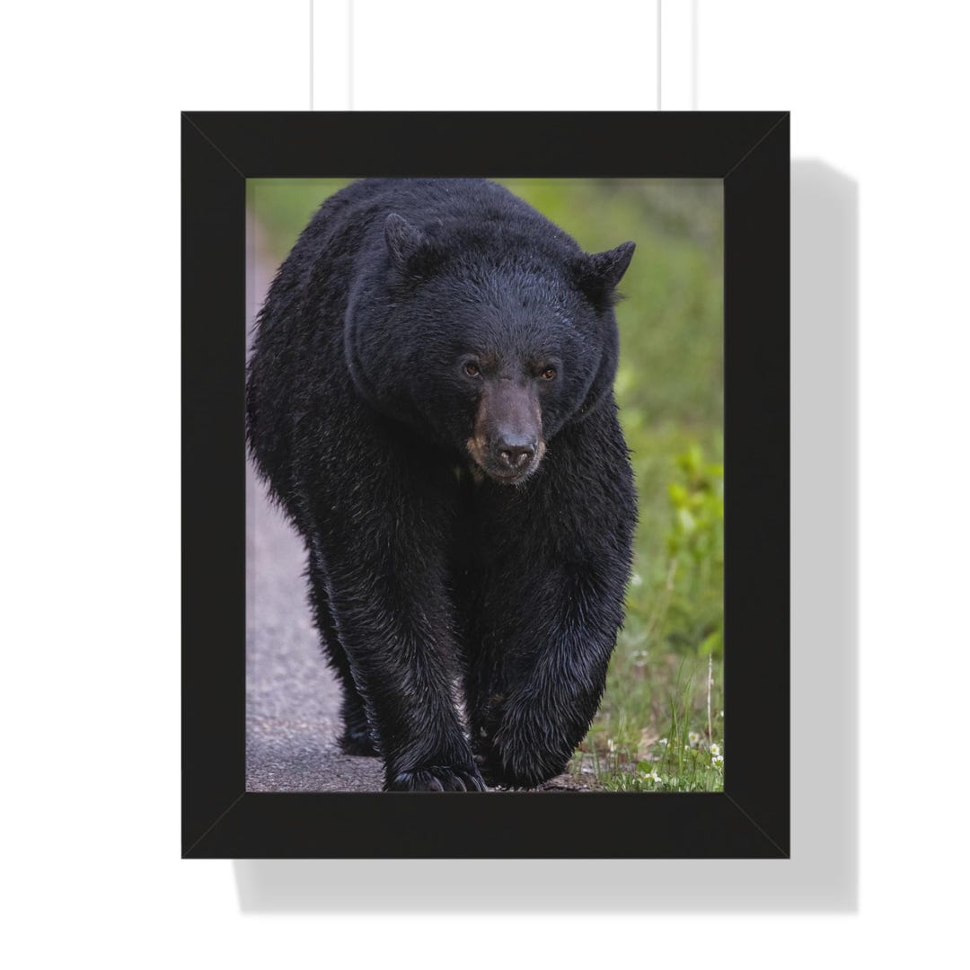Wildlife Poster Art - Framed Black Bear Print, Nature Decor, Wall Art ...