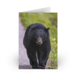 Von der Natur inspirierte Grußkarten - Majestätische Bären-Designs, umweltfreundliche Schreibwaren, Karten für Wildtierliebhaber, perfekt für jeden Anlass