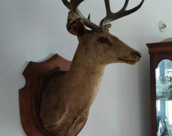 Beautiful large taxidermy deer head