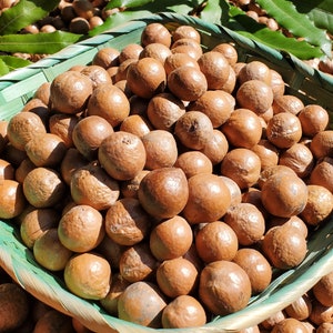 May include: A woven basket filled with a large quantity of brown macadamia nuts. The basket is sitting on a bed of macadamia nuts.