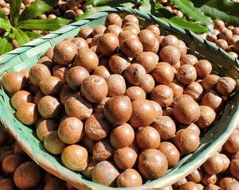 Fresh Macadamia Nuts in Shell (5 lbs) from California