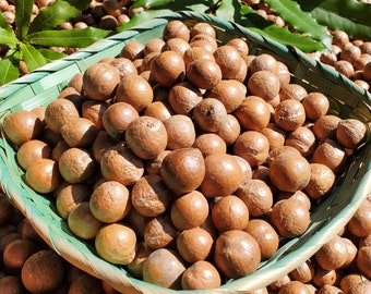 Fresh Macadamia Nuts 5 lbs in Shell from California