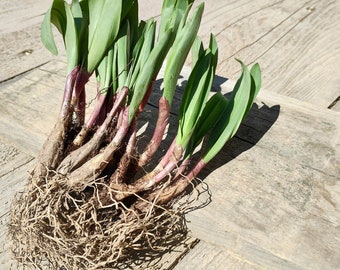 Wild Ramps