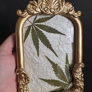 May include: A gold-coloured, ornate picture frame featuring a pressed green cannabis leaf on a textured, off-white background. The frame has a shell-like design at the top and decorative scrollwork.