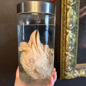 XL wet specimen head