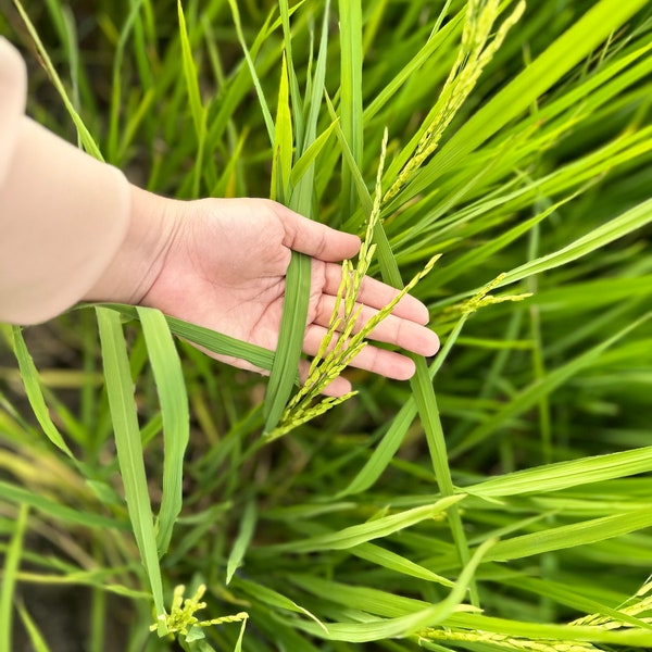 Close-up of hand holding rice paddy