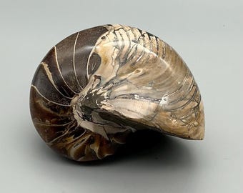 7) 大型オウムガイの化石 - Etsy 日本