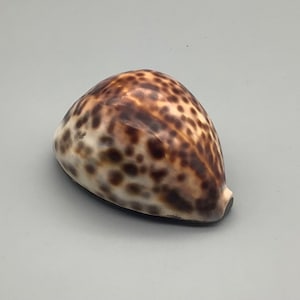 May include: A brown and white seashell with a spotted pattern. The shell is smooth and glossy.