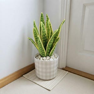 Peut inclure: Une plante serpent crochetée avec des feuilles vertes et jaunes panachées, placée dans un pot cylindrique à motif vichy gris clair et blanc, rempli de pierres décoratives blanches lisses à la base de la plante.