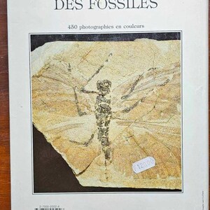 The Great Encyclopedia of Fossils Gründ 1990 Dritter Druck Gebraucht Bild 7