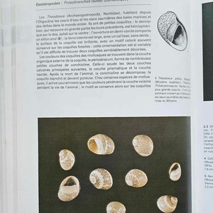 The Great Encyclopedia of Fossils Gründ 1990 Dritter Druck Gebraucht Bild 5
