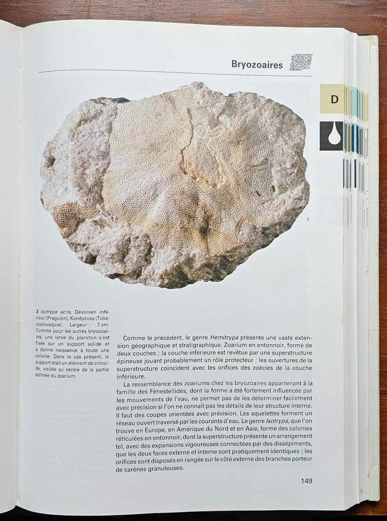 The Great Encyclopedia of Fossils Gründ 1990 Dritter Druck Gebraucht Bild 4