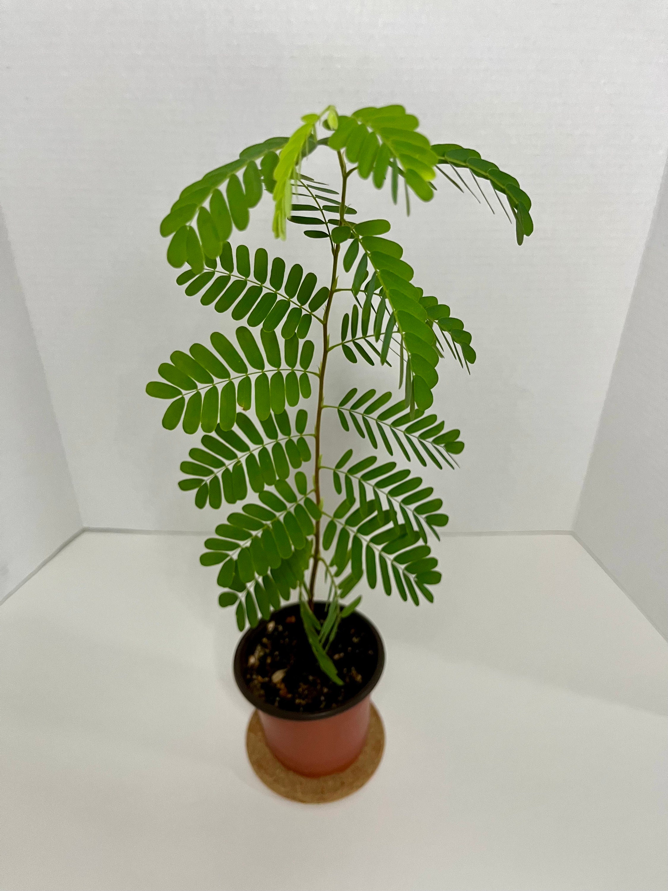 houttuynia cordata plant Thunb (Houttuynia cordata)