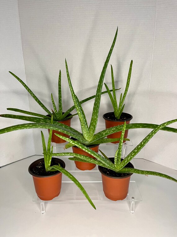 Live Aloe Vera Plant - 4" Pot Succulent