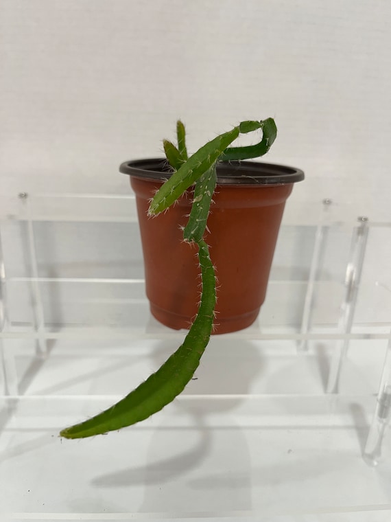 Live White Dragon Fruit Plant (hylocereus Undatus)  4 to 8 Tall | Rooted  & Growing in 4 Pot - Etsy