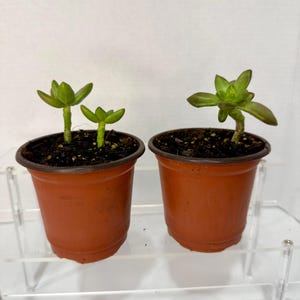 Sedum Adolphi “Sun Storm” | 3”–5” Tall Live Succulent | Grown in 4” Pot