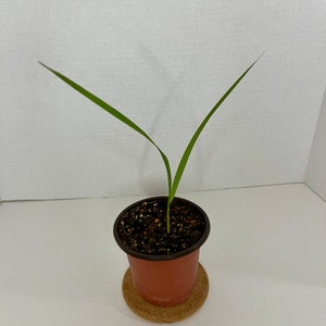 California Fan Palm (Washingtonia filifera) – 5” to 10” Tall in 4” Pot | Native, Non-Hybridized | Desert Hardy Palm Tree